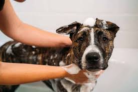What can i use to bathe my dog. Can I Bathe My Dog In Cold Water It S Not Recommended Dogdorable