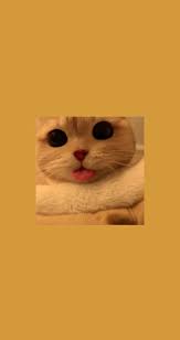 Fondo Aesthetic Wallpaper Kittens Painting
