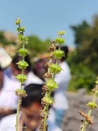 Image result for Ocimum americanum