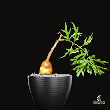 Image result for Cyphostemma montanum