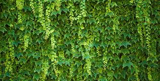 At maturehedges.ie, we grow a large range of mature hedging to address your garden requirements. Ivy Hedging