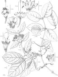 Image result for Warneckea parvifolia