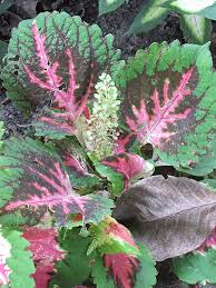 Image result for Congolanthus