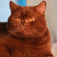 If a british shorthair cat is fat it is because that individual cat has been overfed and/or is. Cinnamon British Shorthair My British Shorthair