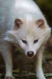 white raccoon dog looking careful by tambako the jaguar via flickr animals albino animals unusual animals