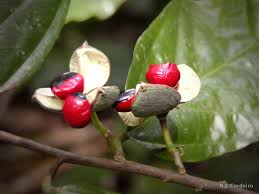 Image result for Leptonychia