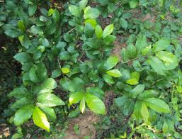 Image result for Streblus