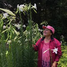 Image result for Lilium formosanum