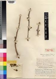 Image result for Tinospora fragosa