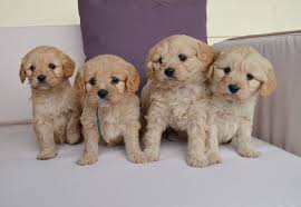 Find cavoodles for sale on gumtree classifieds. Cavoodles Chevromist Kennels Puppies Australia