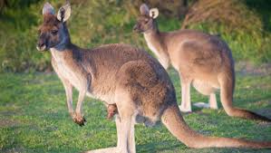 Their stomachs have different chambers that allow them to store some of what they eat so that they can. Amazing Facts About Kangaroos Onekindplanet Animal Education