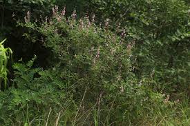 Image result for Ocimum labiatum