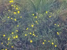 Image result for Crabbea velutina