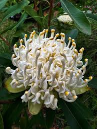 Image result for Telopea