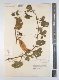 Image result for Peponium vogelii