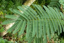 Image result for Polystachya cribbiana