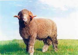 Breeds Of Livestock Rambouillet Sheep Breeds Of Livestock Department Of Animal Science Sheep Breeds Sheep Animals