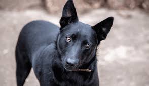 Image result for norský losí pes šedý