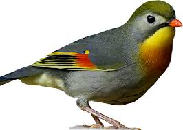 Perbedaan paling mencolok yang sangat mudah sebagai cara untuk membedakan burung manyar jantan dan betina adalah, melalui bentuk serta warna paruhnya. Burung Flamboyan Om Kicau Pasalnya Burung Kicau Merupakan Burung Yang Akan Berkicau Sehingga Akan Membuat Suasana Menjadi Lebih Syahdu Dan Lebih Nyaman