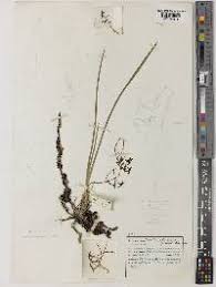 Image result for Faroa pusilla