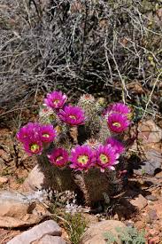 Lapelle's flowers & gifts is located in midland city of michigan state. Arizona Archive Page 4 Of 4 Echinocereus Online