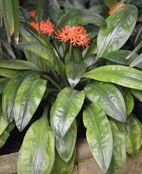Image result for Scadoxus cinnabarinus