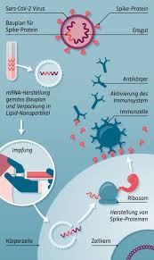 Der einsatz von rna in impfstoffen ist ein vergleichsweise junges forschungsgebiet, jedoch keinesfalls so jung, wie es in der öffentlichkeit gerne dargestellt wird. Wie Funktionieren Mrna Impfstoffe Covid 19 Impfung Erklart