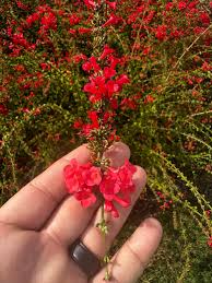 Image result for Acanthopale confertiflora