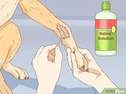 3 Simple Ways To Keep A Dog From Licking A Wound Wikihow Pet