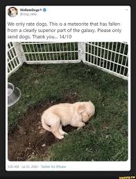 We Only Rate Dogs This Is A Meteorite That Has Fallen From A Clearly Superior Part Of The Galaxy Please Only Dogs Thank You Ifunny Cute Baby Animals Cute
