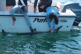 Feb 22, 2021 · the female great white sharks (which are bigger than the males) are thought to reach reproductive age at around the age of 17. These Baby Great White Sharks Love To Hang Out Near New York