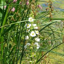 Image result for Fuirena sagittata