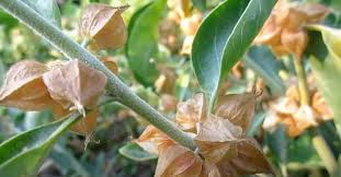 Image result for Withania somnifera