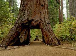 More space than hotels · unique rentals · compare guest reviews Virtual Event Big Basin Redwoods State Park Big Basin S Most Photographed Tree The Auto Tree Visit Santa Cruz County