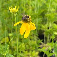 Image result for Launaea rogersii