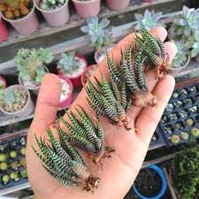 In the wild, propagation from seeds is the most common method. How To Grow Potatoes Square Foot Gardening Gardening 563 Area Wyevale Garden Centre Jobs Woking Gardening Knife Trowel 1870 Apartment Gardenin Succulents Plants Zebra Plant