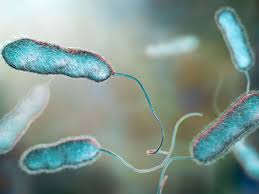 Image result for Legionella