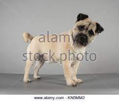 Jack russell terriers are a type, or strain, of working terrier; Jug Dog Hybrid Pug And A Jack Russell Terrier In The Uk Stock Photo Alamy