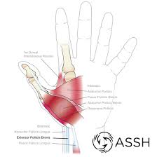 Translating muscle names can help you find & remember muscles. Body Anatomy Upper Extremity Muscles The Hand Society