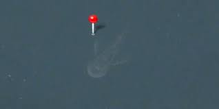 Map users are convinced the image, which portrays a long humped figure, is the famous scottish. Man Sees Loch Ness Monster On Apple Maps