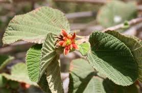 Image result for Landolphia villosa