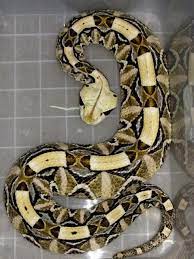 Pin On Snakes Alive