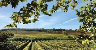 Monte D'Oiro Wine Hotel, una struttura ricettiva nel famoso vigneto ...