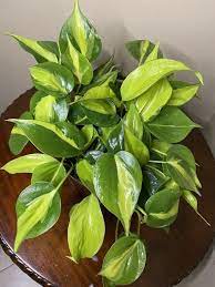 Philodendron Brasil In 6 Pot Philodendron Etsy Philodendron Low Light House Plants Heart Leaf Philodendron