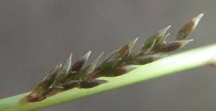 Image result for Sporobolus pyramidalis