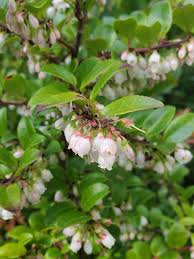 Image result for Vaccinium stanleyi