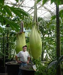 World S Tallest Plant Ready To Bloom In Niagara The Real Dirt Unusual Plants Weird Plants Tall Plants