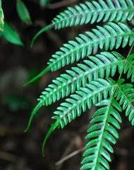 Image result for Pteris burtonii
