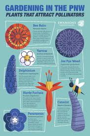 Plants That Attract Pollinators In The Pacific Northwest Pacific Northwest Garden Pollinator Plants Pollination