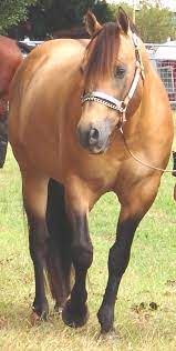 150 Aqha Horses Ideas Aqha Horses Horses Aqha